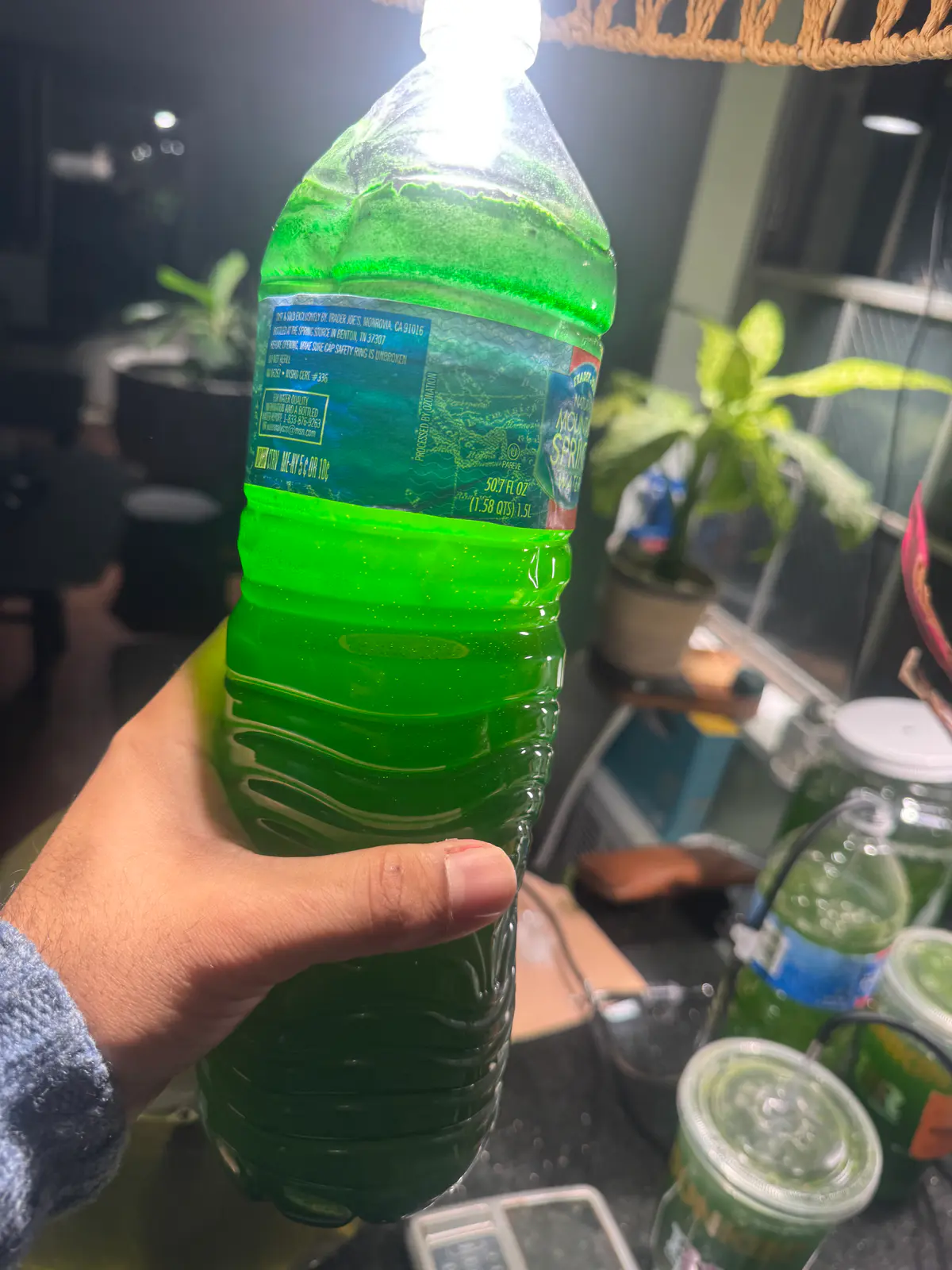 Freshwater algae "green water" culture
