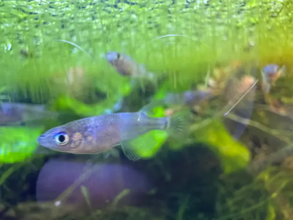 Platinum "Miyuki" Medaka Ricefish