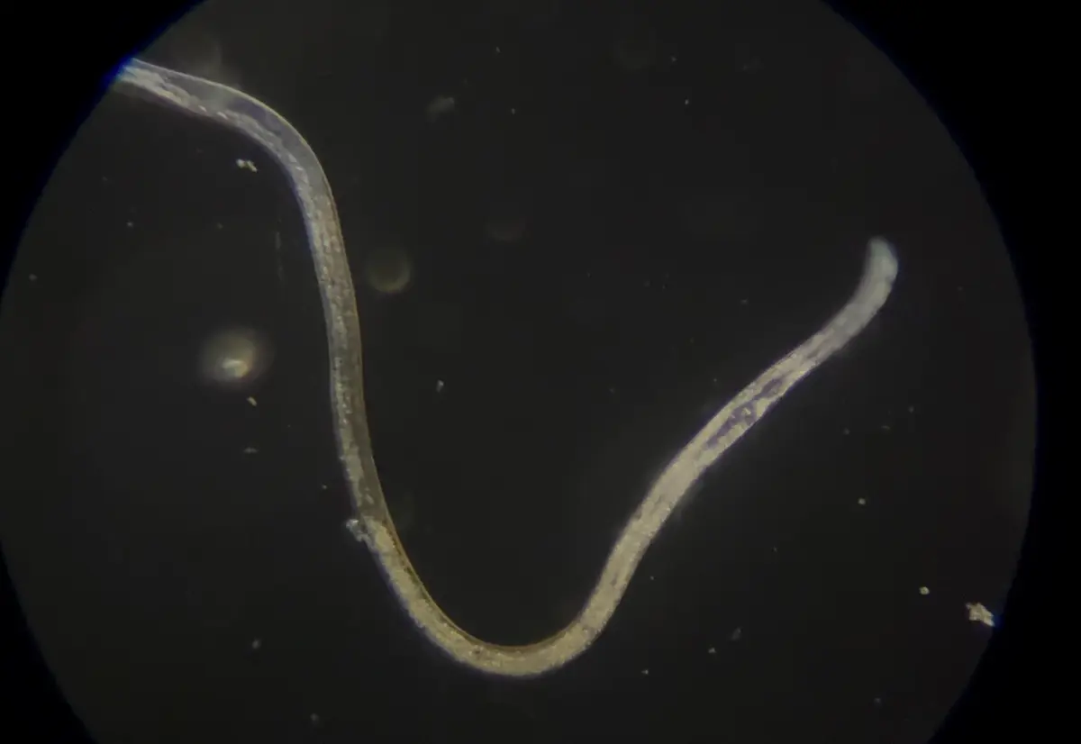 Live Vinegar Eels in Vinegar