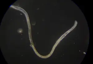 Live Vinegar Eels in Vinegar