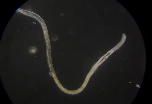 Live Vinegar Eels in Vinegar