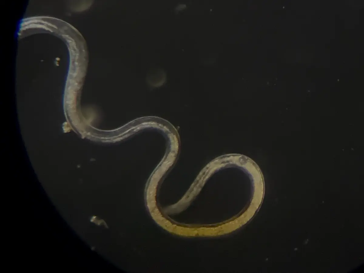 Live Vinegar Eels in Vinegar