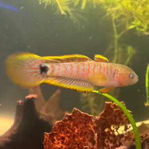Peacock Gudgeon (sexable)