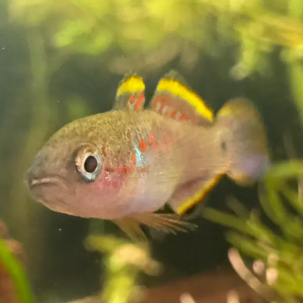 Peacock Gudgeon (sexable)