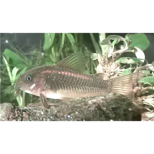 Gold Laser Corydoras CW010
