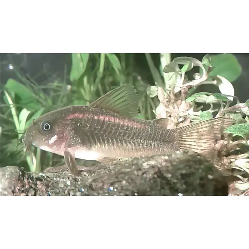 Gold Laser Corydoras CW010