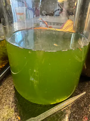 No Aeration Freshwater Algae "green water" culture [8oz]