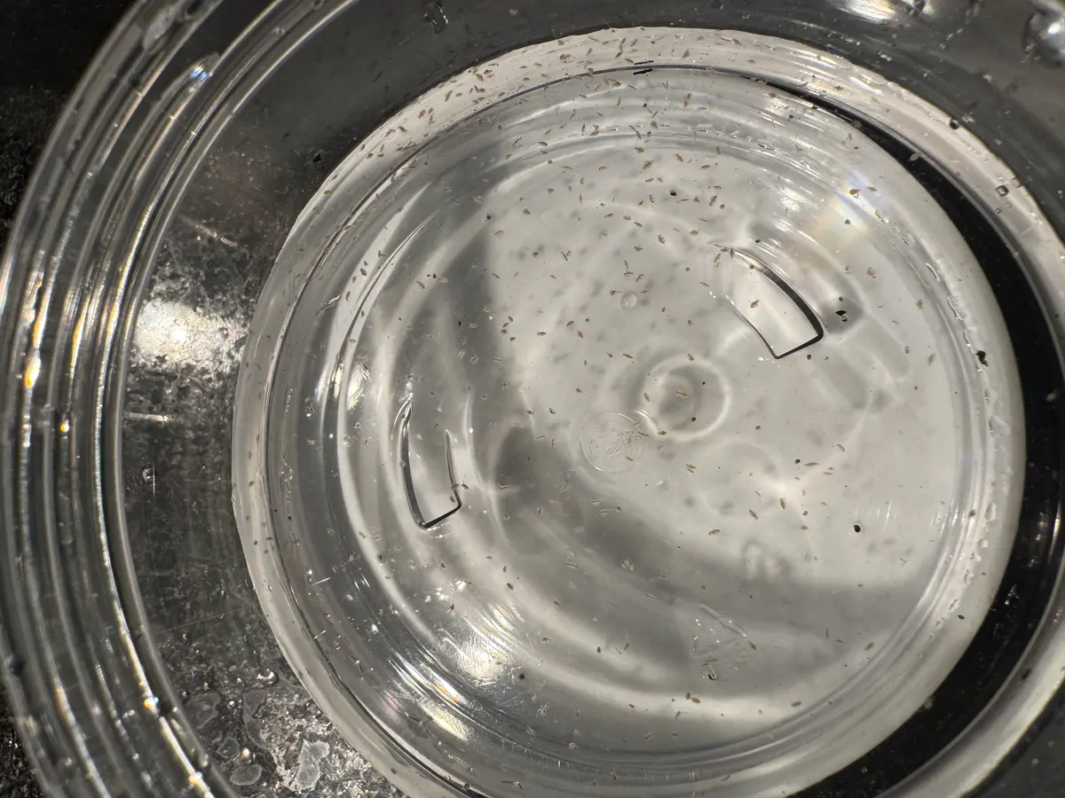 Live Moina Macrocopa (smaller and hardier than Daphnia Magna)