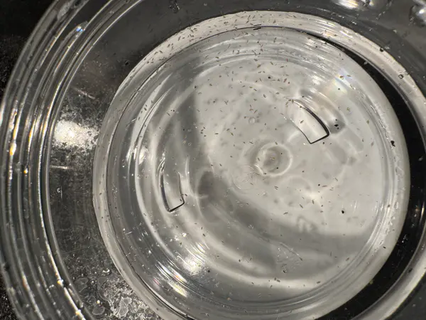 Live Moina Macrocopa (smaller and hardier than Daphnia Magna)