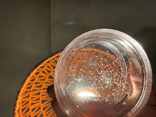 Live Moina Macrocopa (smaller and hardier than Daphnia Magna)