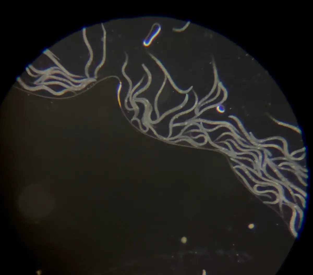 Live Microworms in Potato