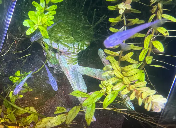 Platinum "Miyuki" Medaka Ricefish