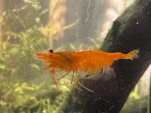 Orange Neocaridina Shrimp