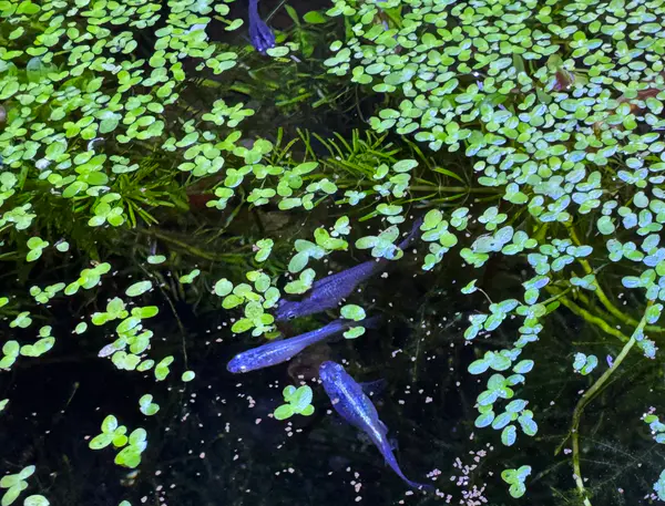 Platinum "Miyuki" Medaka Ricefish