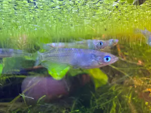 Platinum "Miyuki" Medaka Ricefish