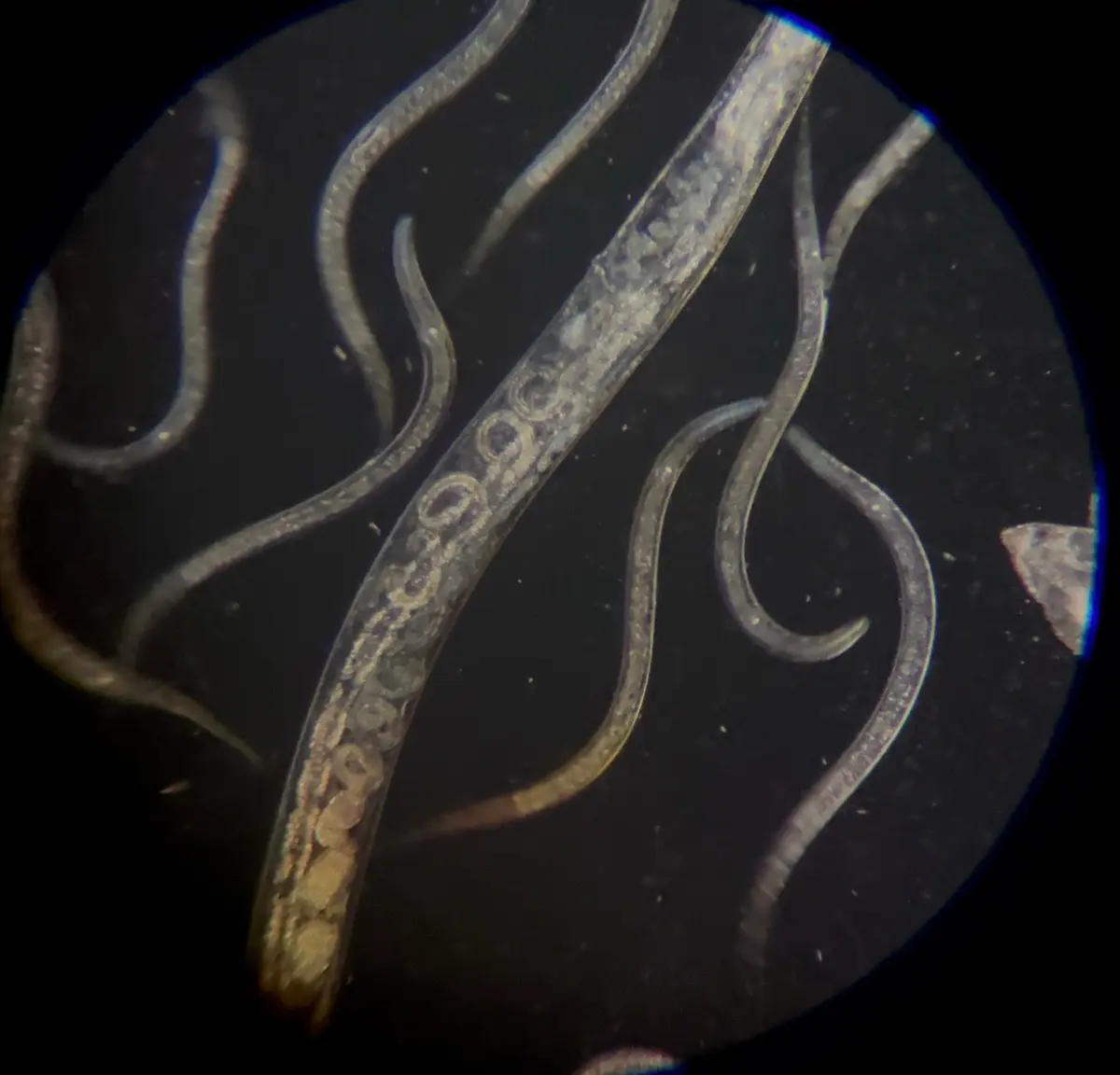 Live Microworms in Potato