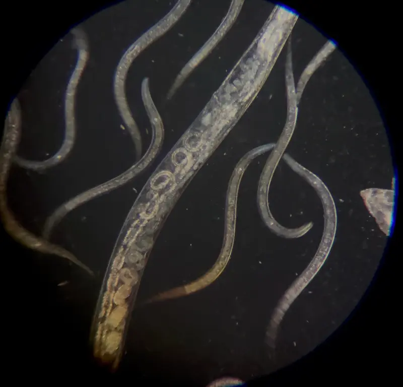 Live Microworms in Potato