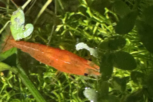 Orange Neocaridina Shrimp