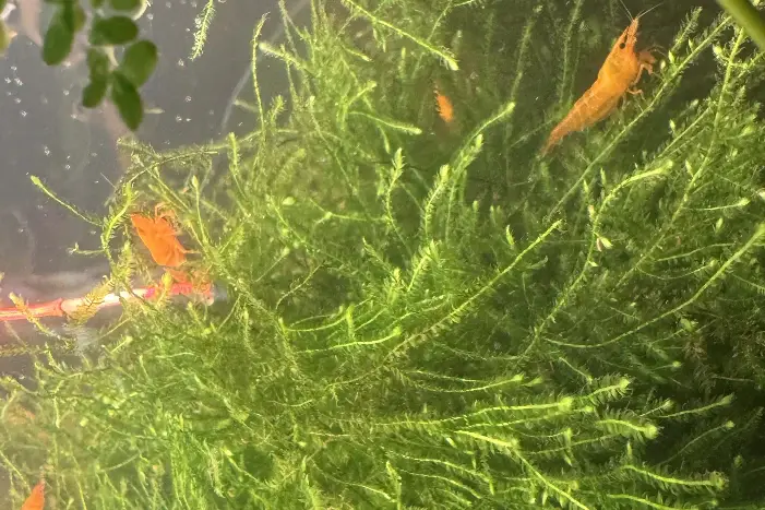 Orange Neocaridina Shrimp