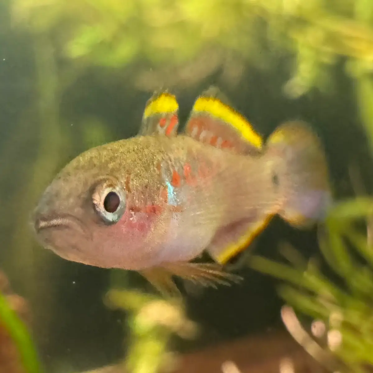 Peacock Gudgeon (sexable)